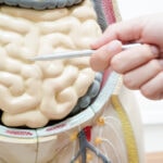 Dünndarm-Funktion: Dr. Masin erklärt das vergessene Organ unserer Ernährung