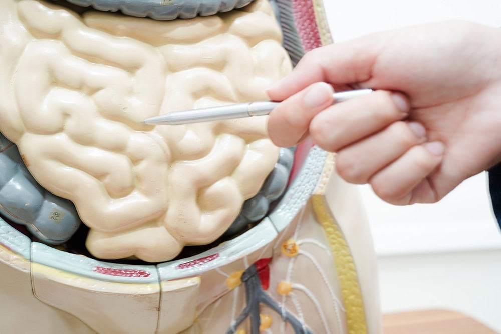 Dünndarm-Funktion: Dr. Masin erklärt das vergessene Organ unserer Ernährung